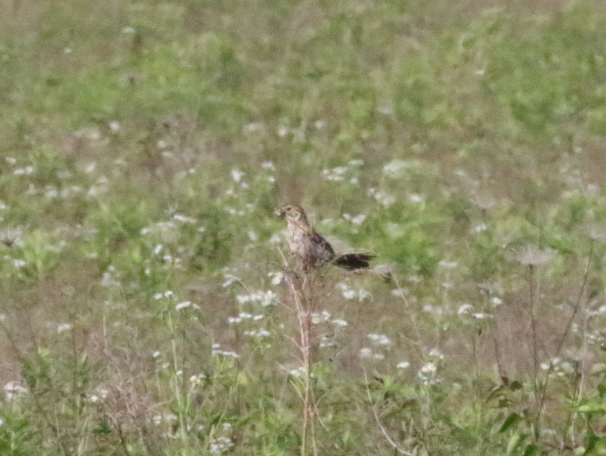 Vesper Sparrow - ML620611637