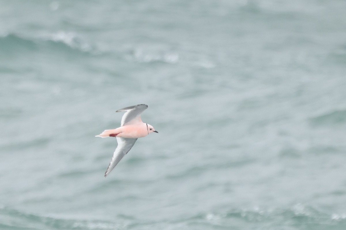 Ross's Gull - ML620611643