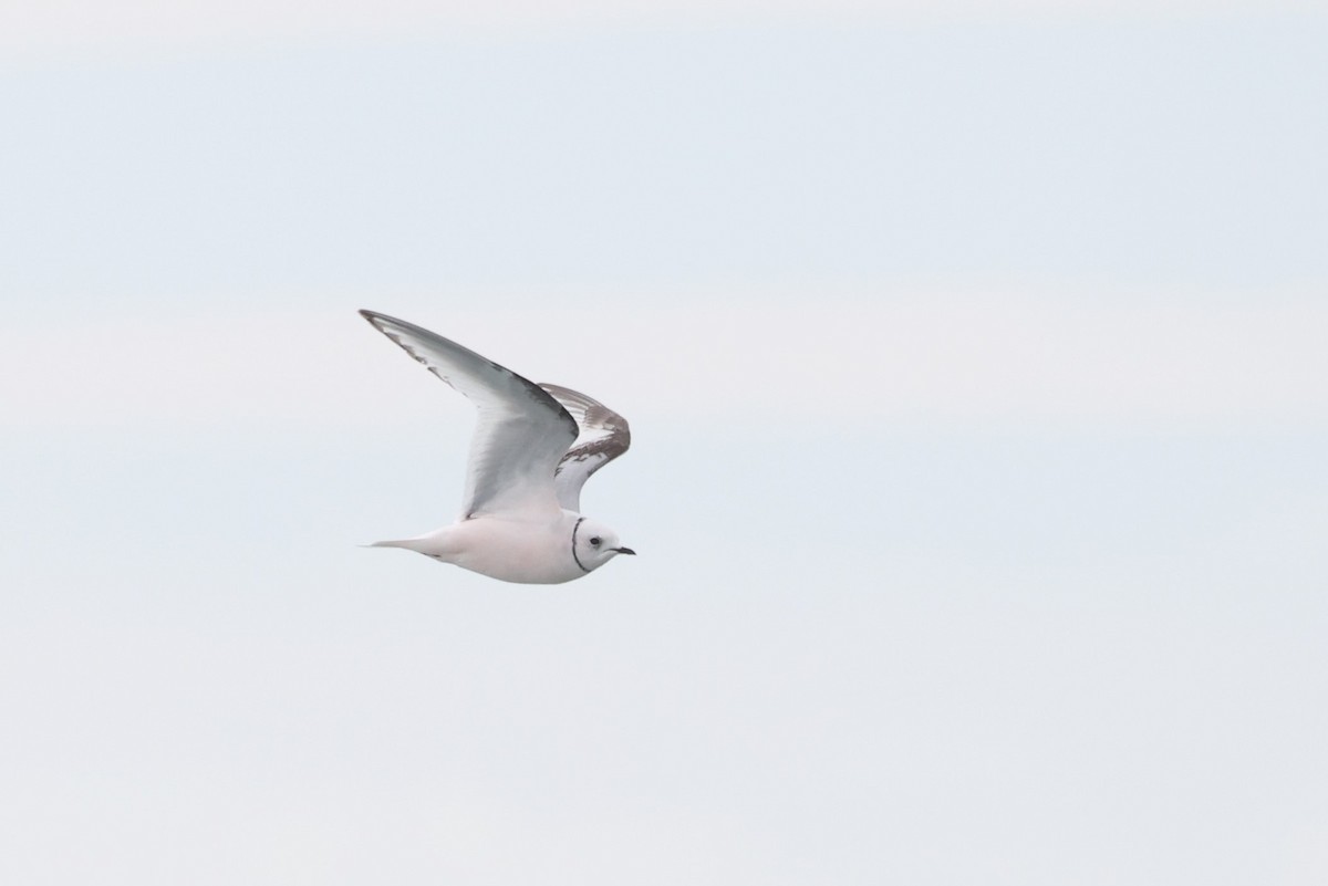 Ross's Gull - ML620611645