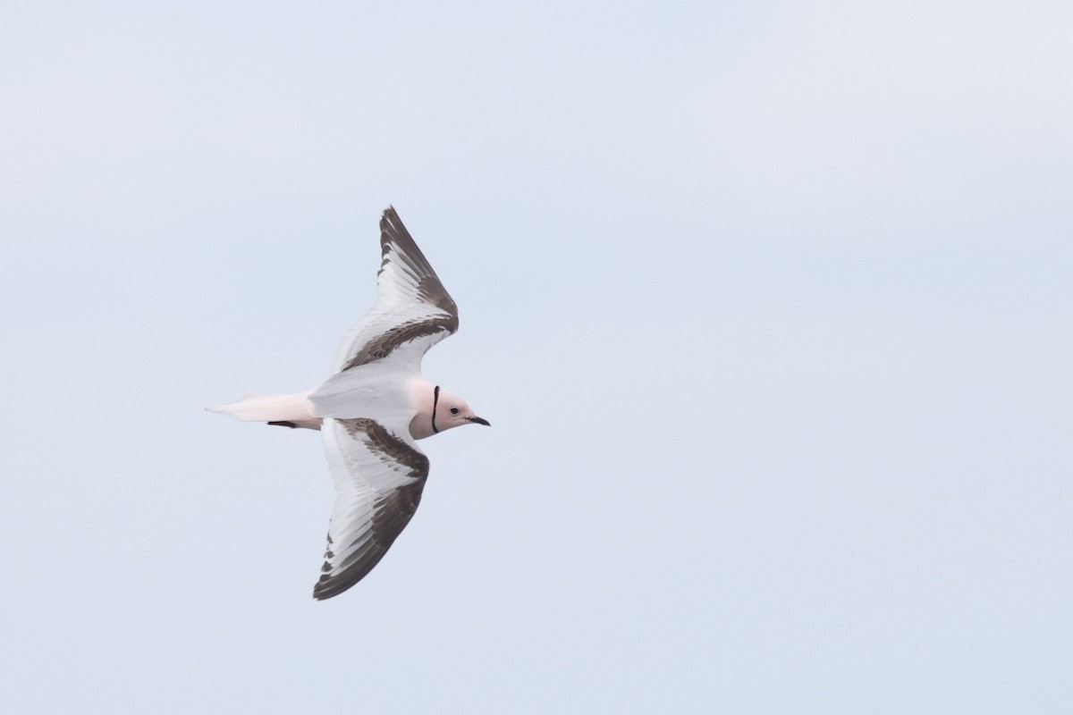 Ross's Gull - ML620611646