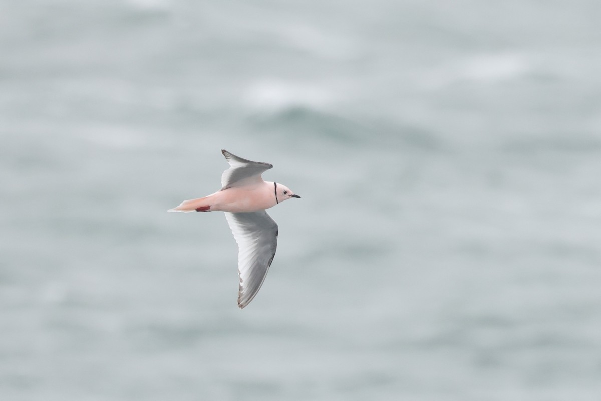 Ross's Gull - ML620611647