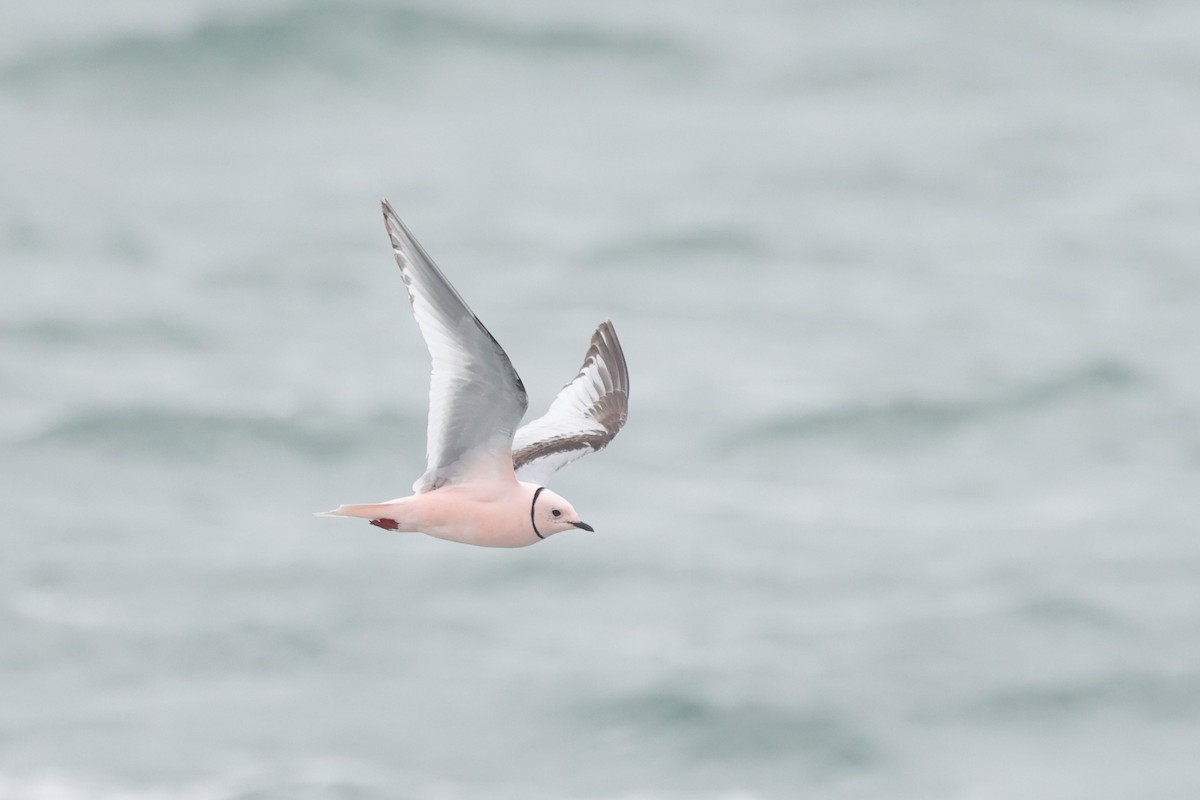 Gaviota Rosada - ML620611648