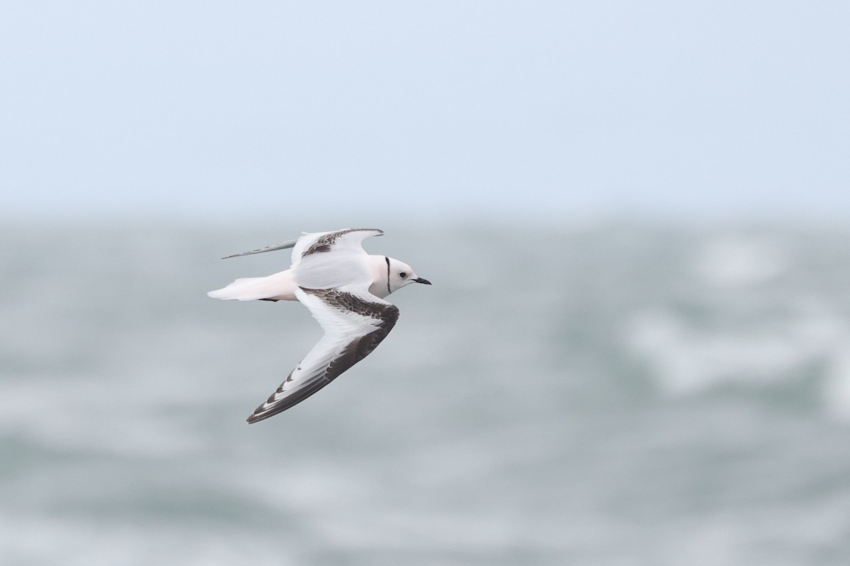 Ross's Gull - ML620611650