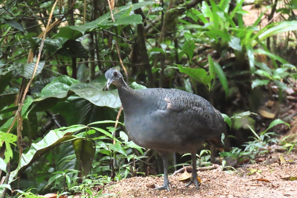 Gray Tinamou - ML620611654