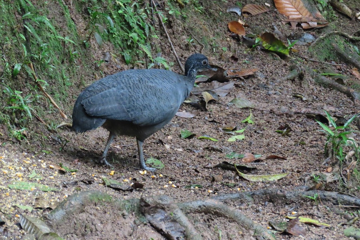 ハイイロシギダチョウ - ML620611657