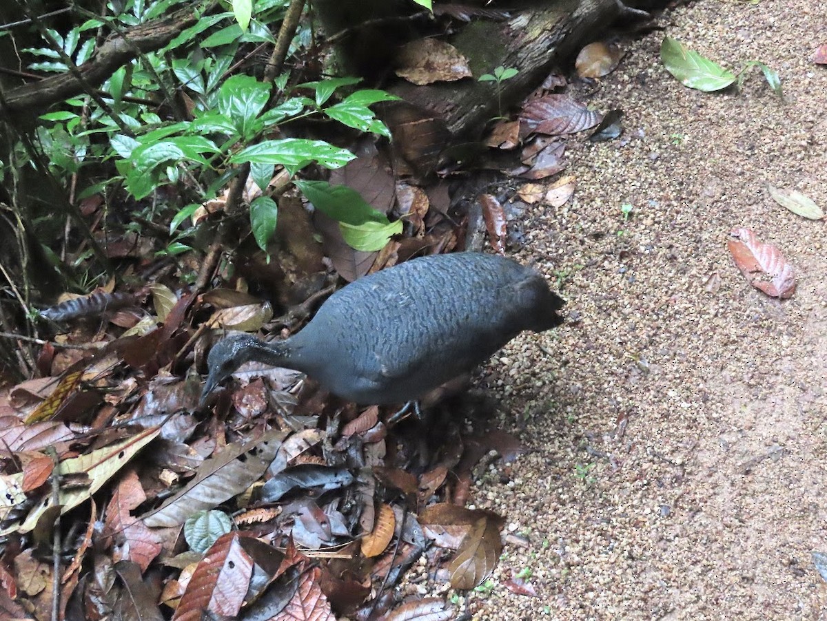 Gray Tinamou - ML620611658