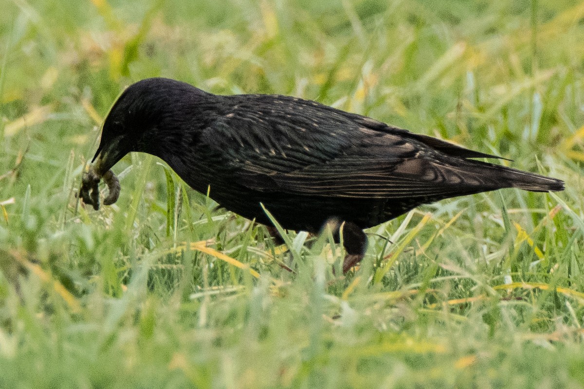 European Starling - ML620611661