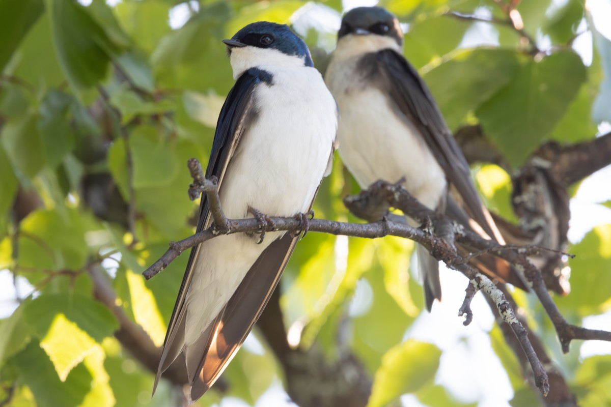 Tree Swallow - ML620611666