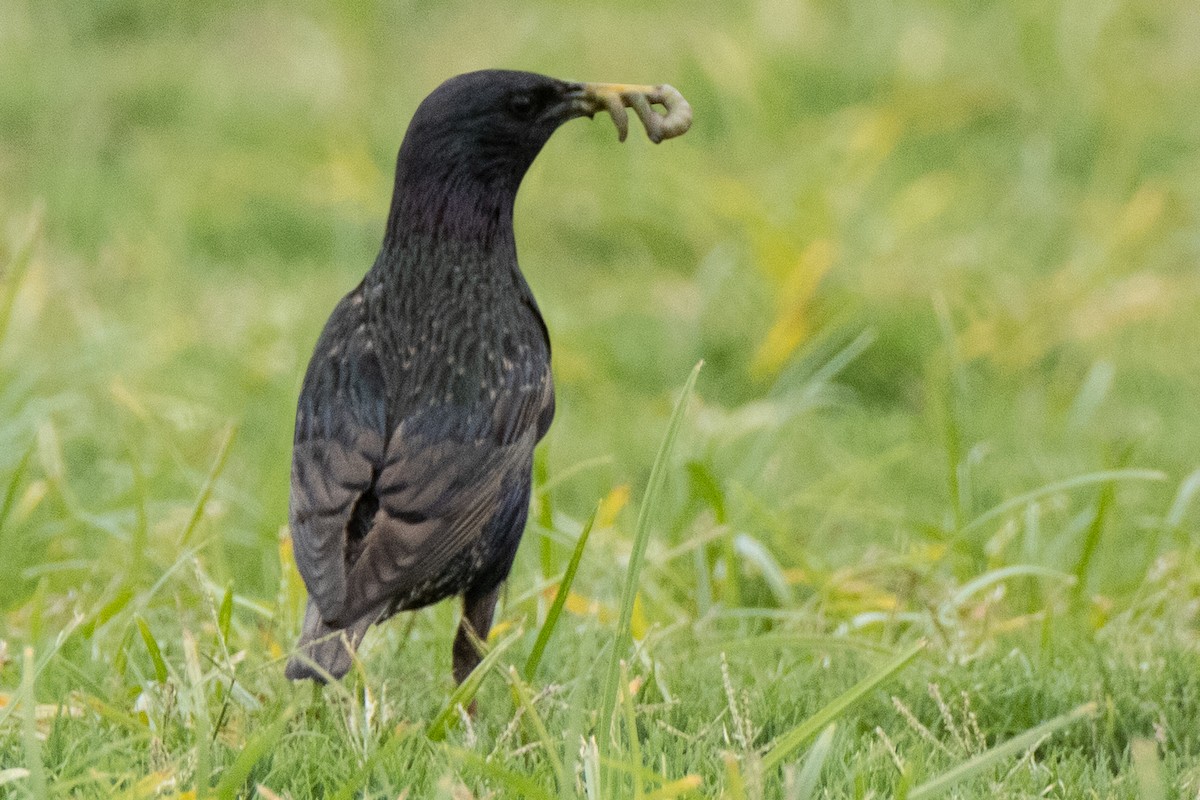 歐洲椋鳥 - ML620611668