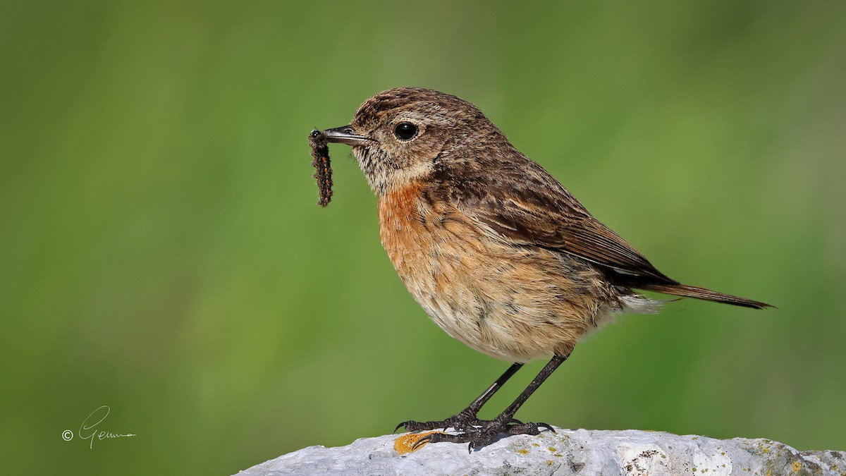 European Stonechat - ML620611669