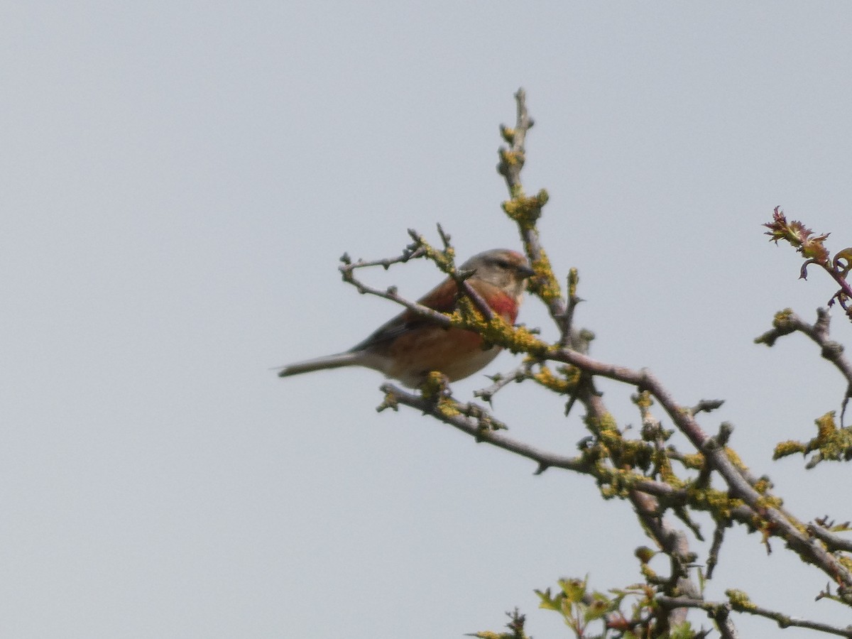 Eurasian Linnet - ML620611670