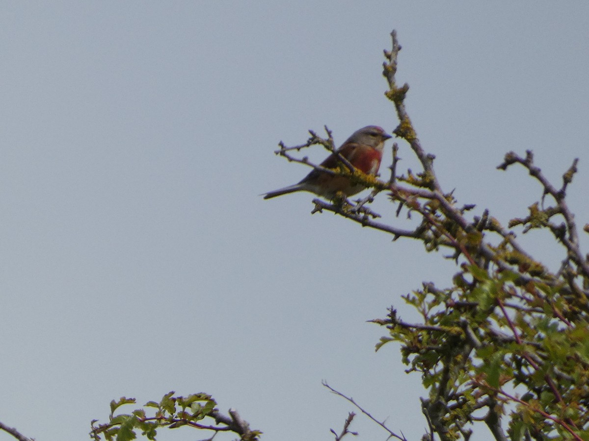 Eurasian Linnet - ML620611672