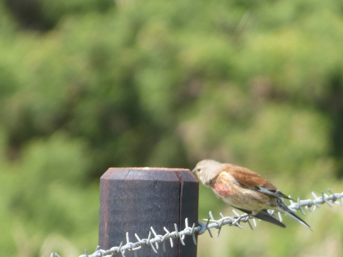 Eurasian Linnet - ML620611673