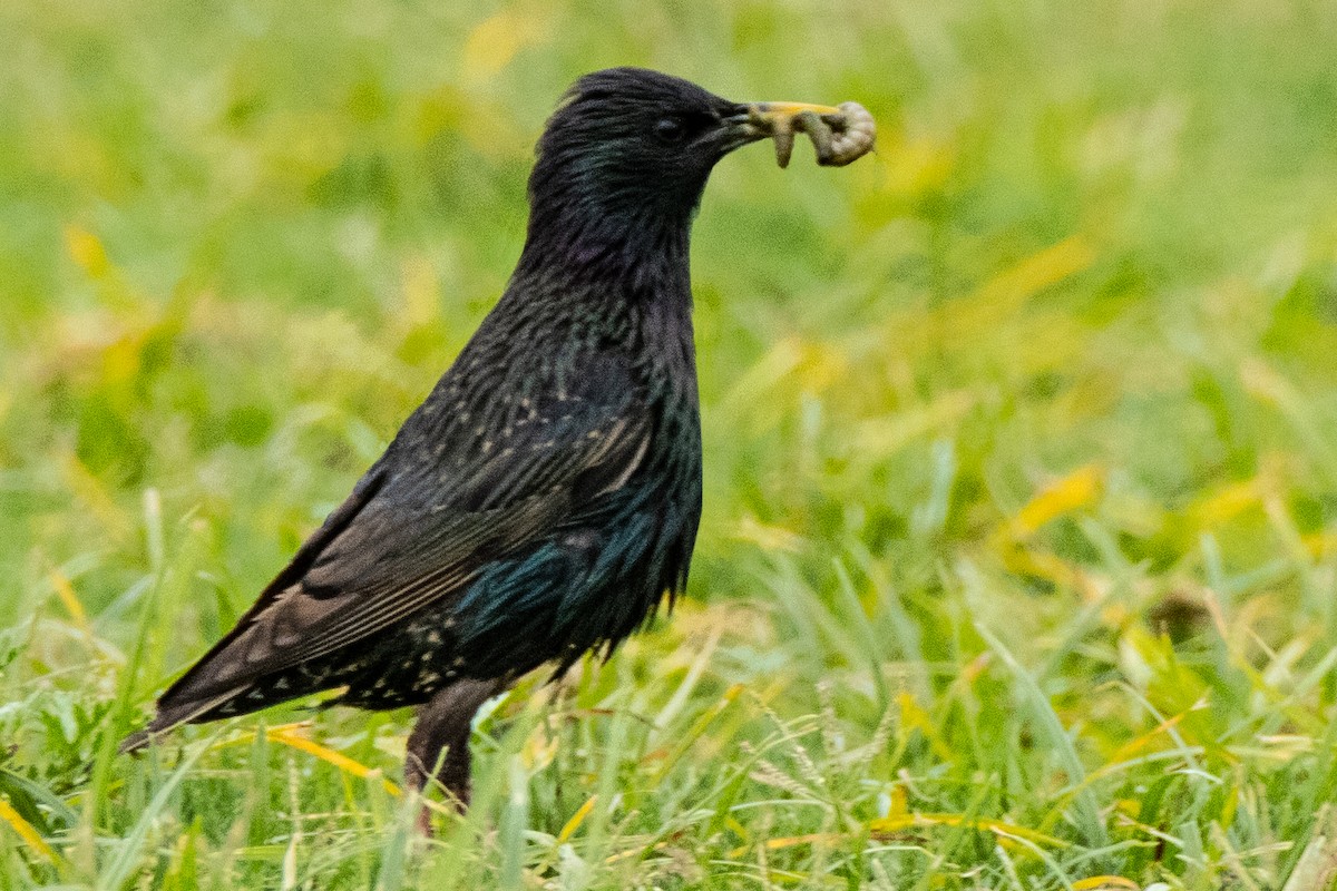 European Starling - ML620611674