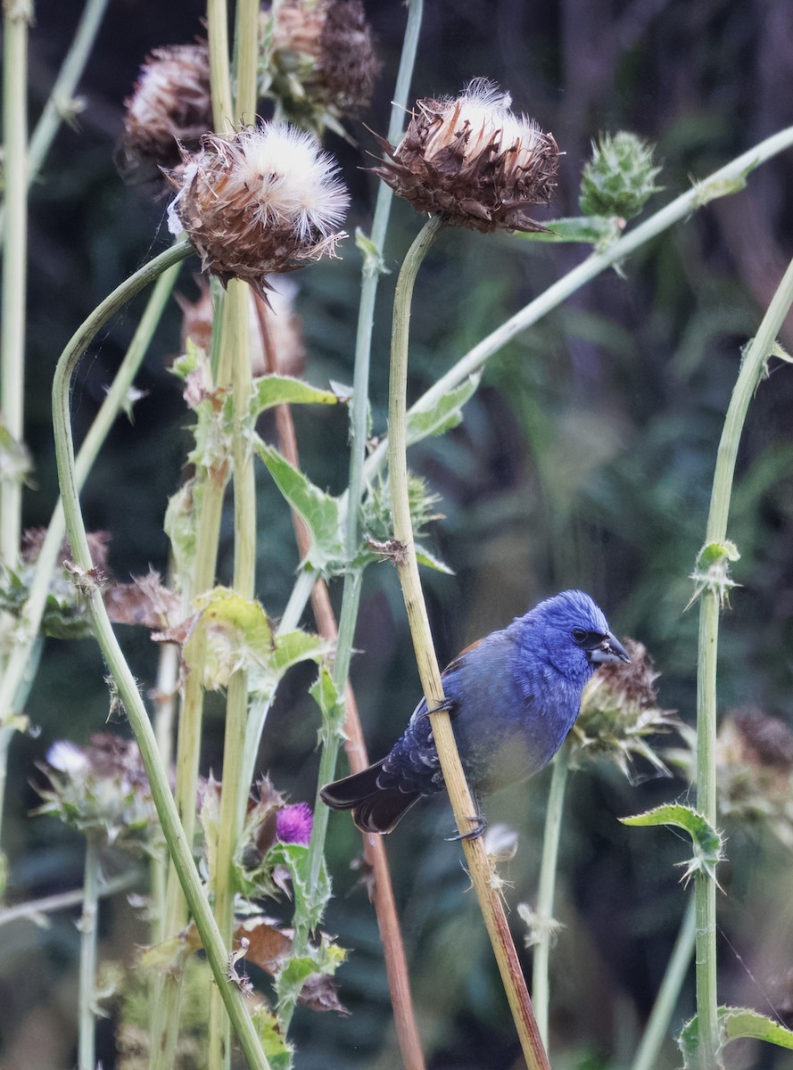 Blue Grosbeak - ML620611676