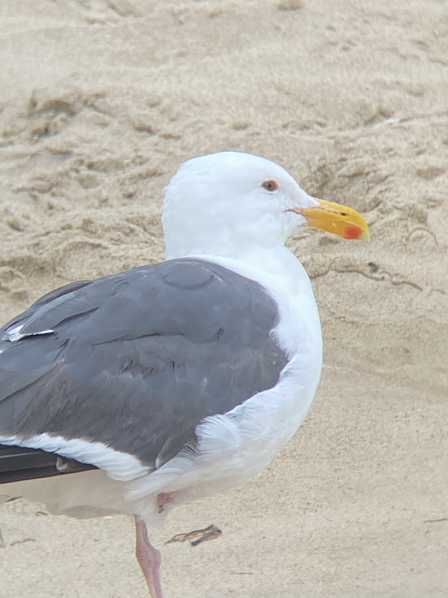 Gaviota Occidental - ML620611678