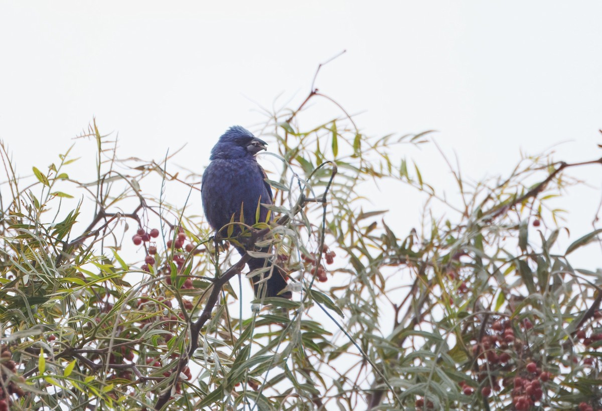 Blue Grosbeak - ML620611680