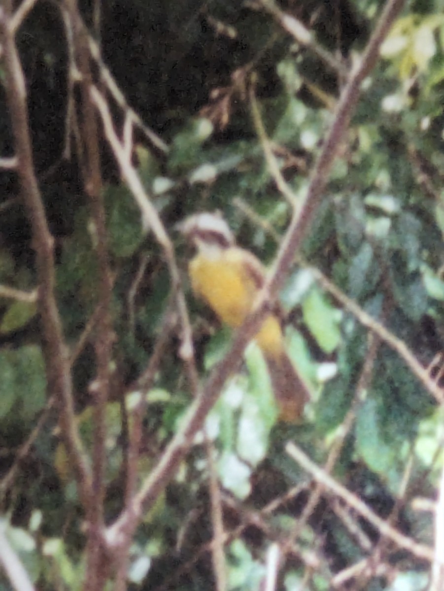 Great Kiskadee - ML620611681