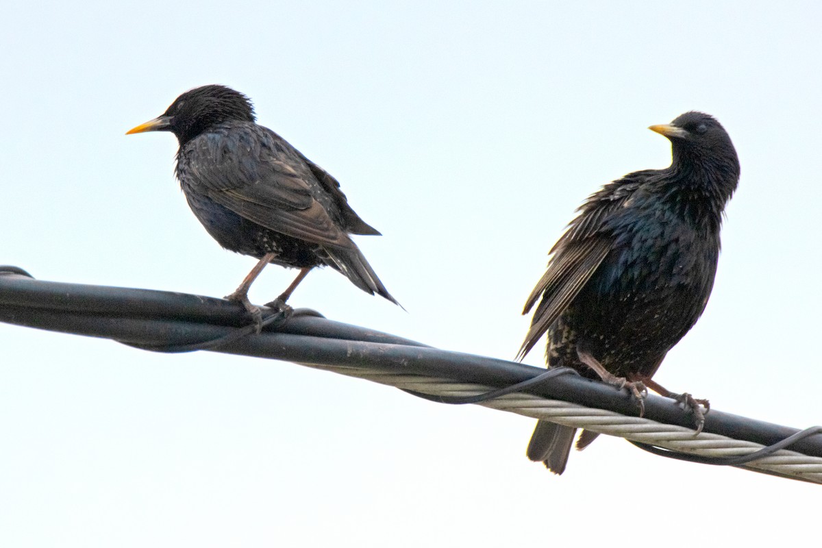 European Starling - ML620611683