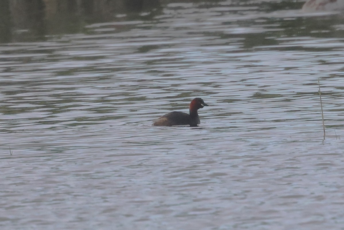 Little Grebe - ML620611684