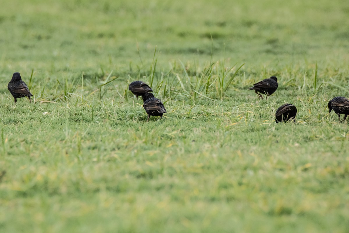 European Starling - ML620611687