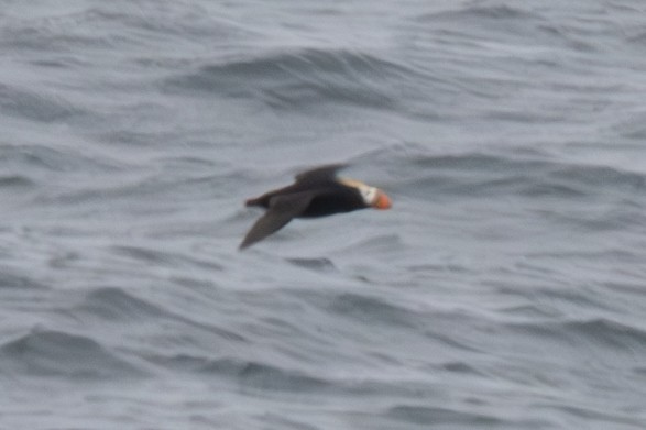 Tufted Puffin - ML620611688