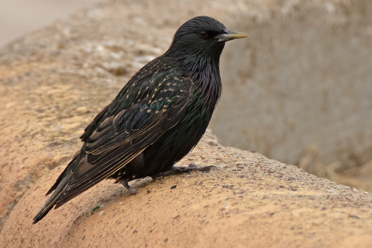 European Starling - ML620611689