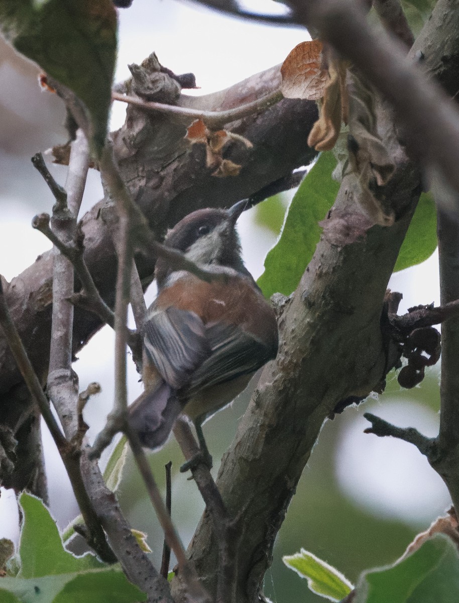 Mésange à dos marron - ML620611692