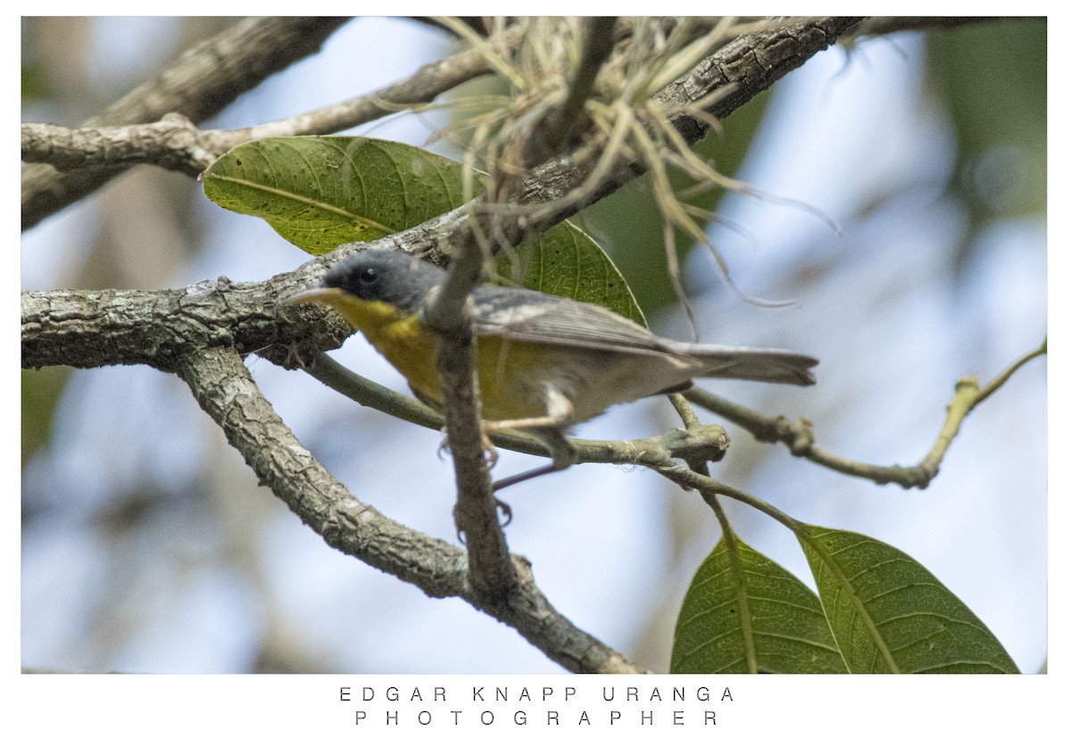 Parula Pitiayumí - ML620611695