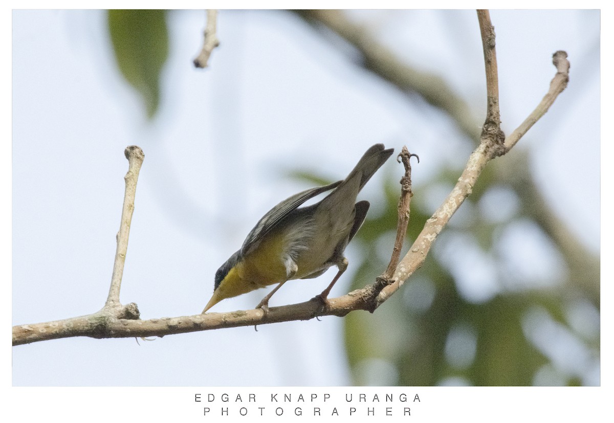 Tropical Parula - ML620611697