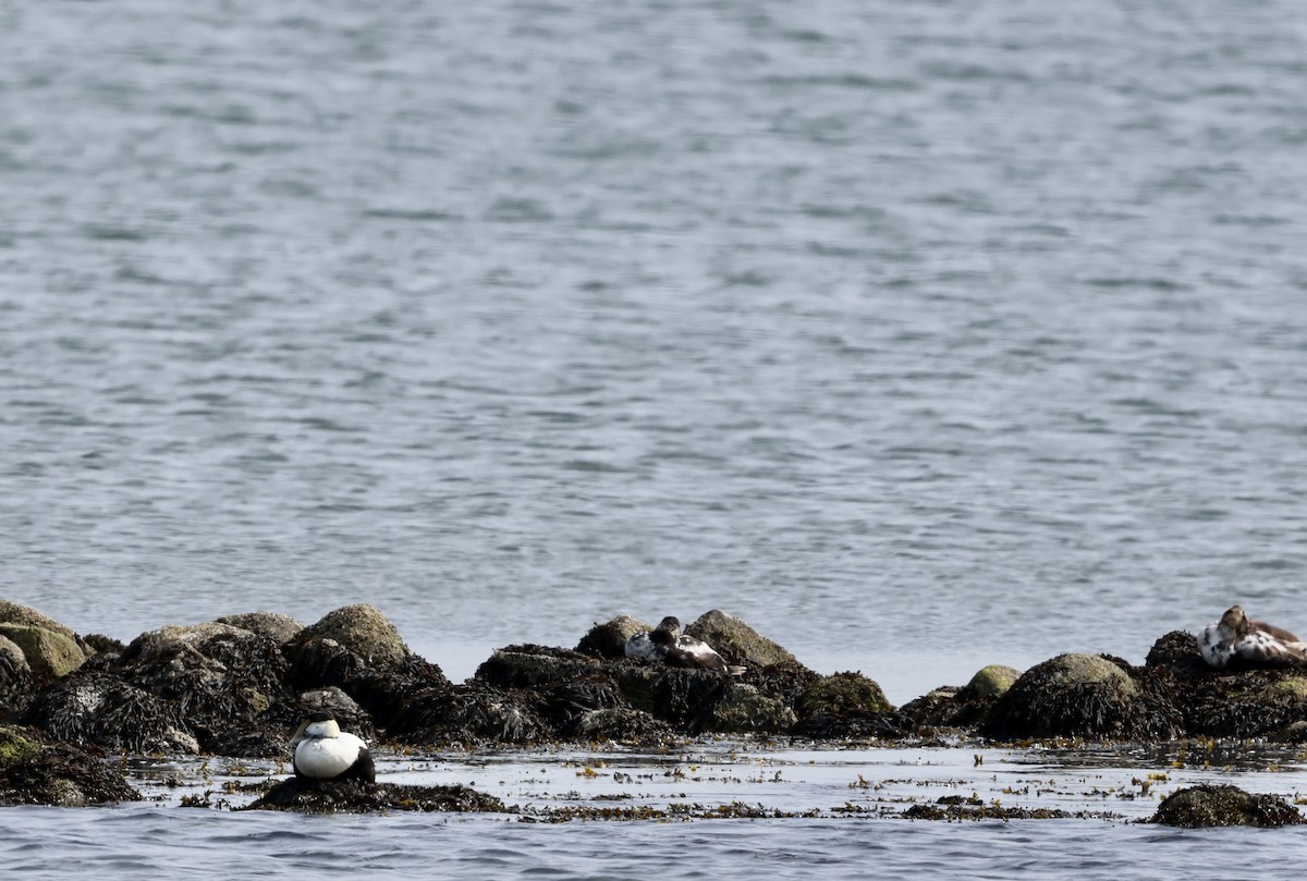 Common Eider - ML620611699