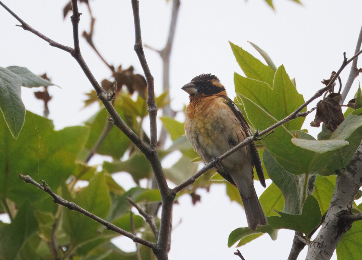 Black-headed Grosbeak - John Callender