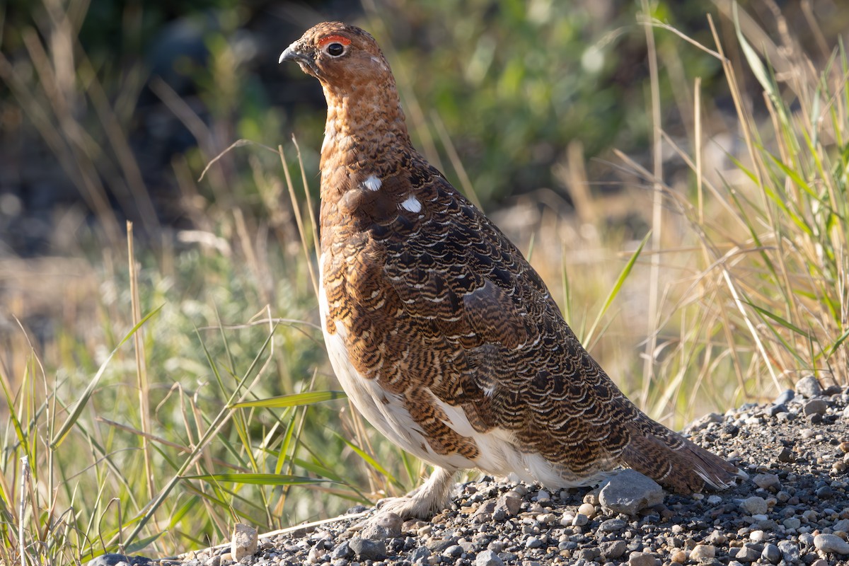 Willow Ptarmigan (Willow) - ML620611707