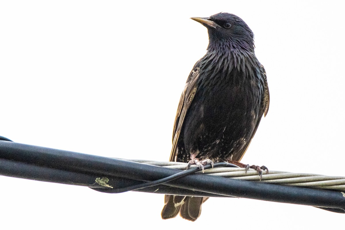 European Starling - ML620611710