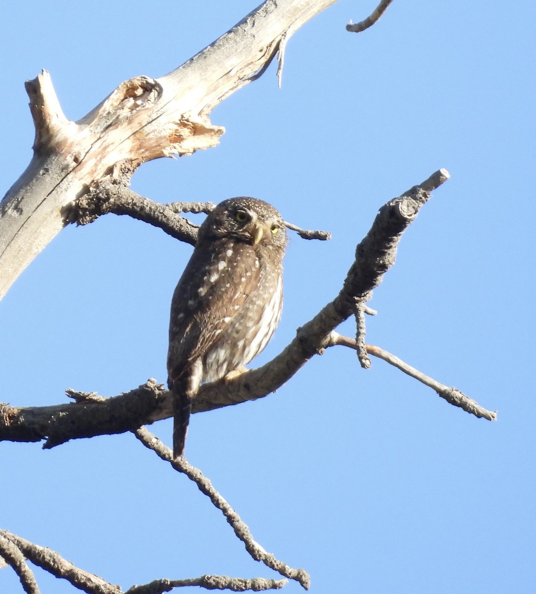 Northern Pygmy-Owl - Beth Bruckheimer