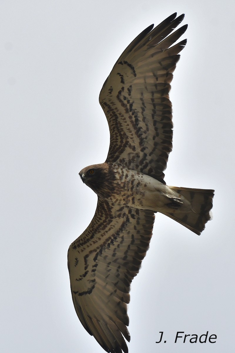 Short-toed Snake-Eagle - ML620611712