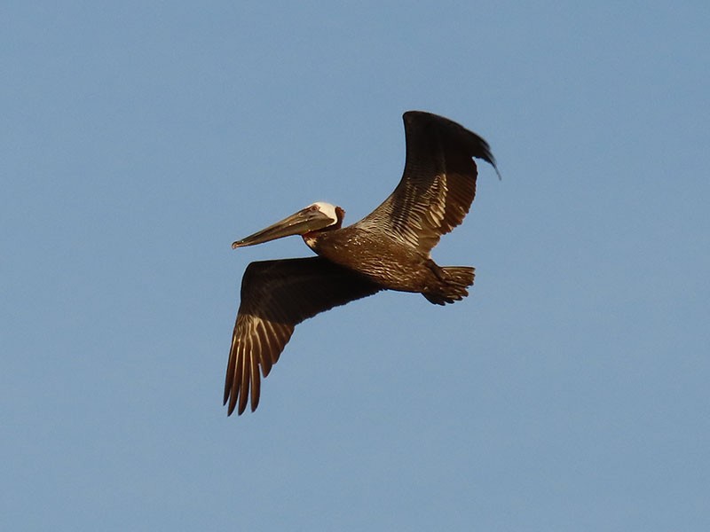 カッショクペリカン（carolinensis） - ML620611713