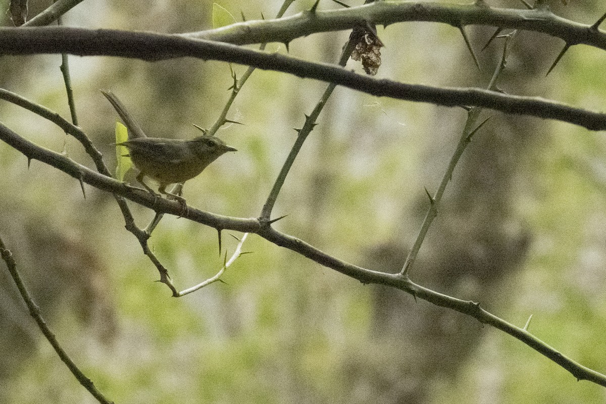 Paruline à couronne dorée - ML620611715