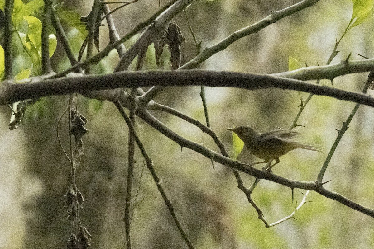 Paruline à couronne dorée - ML620611716