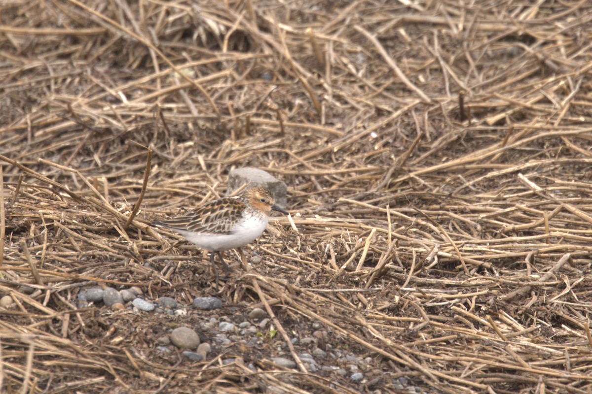 Red-necked Stint - ML620611717