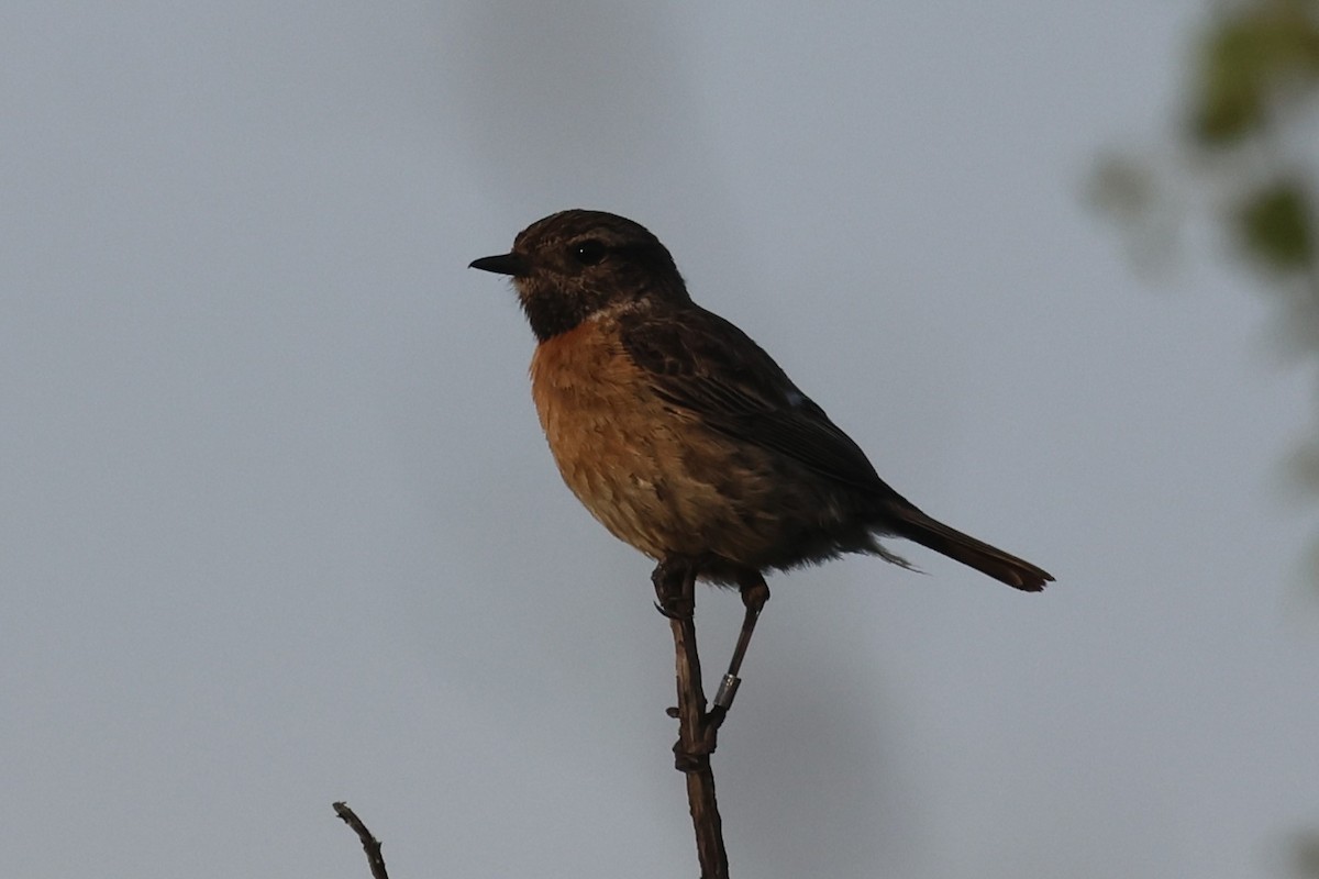 European Stonechat - ML620611720