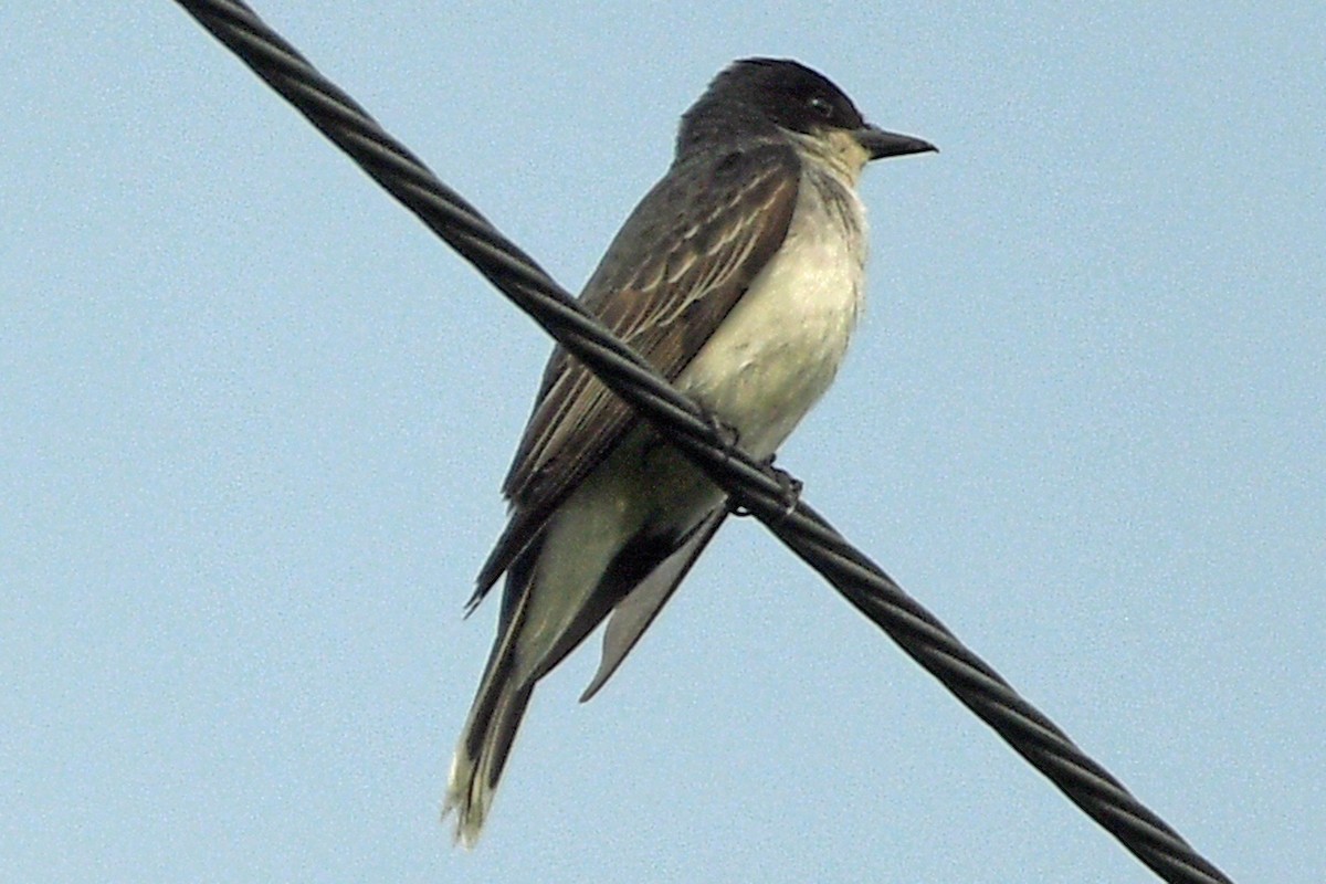 Eastern Kingbird - ML620611722