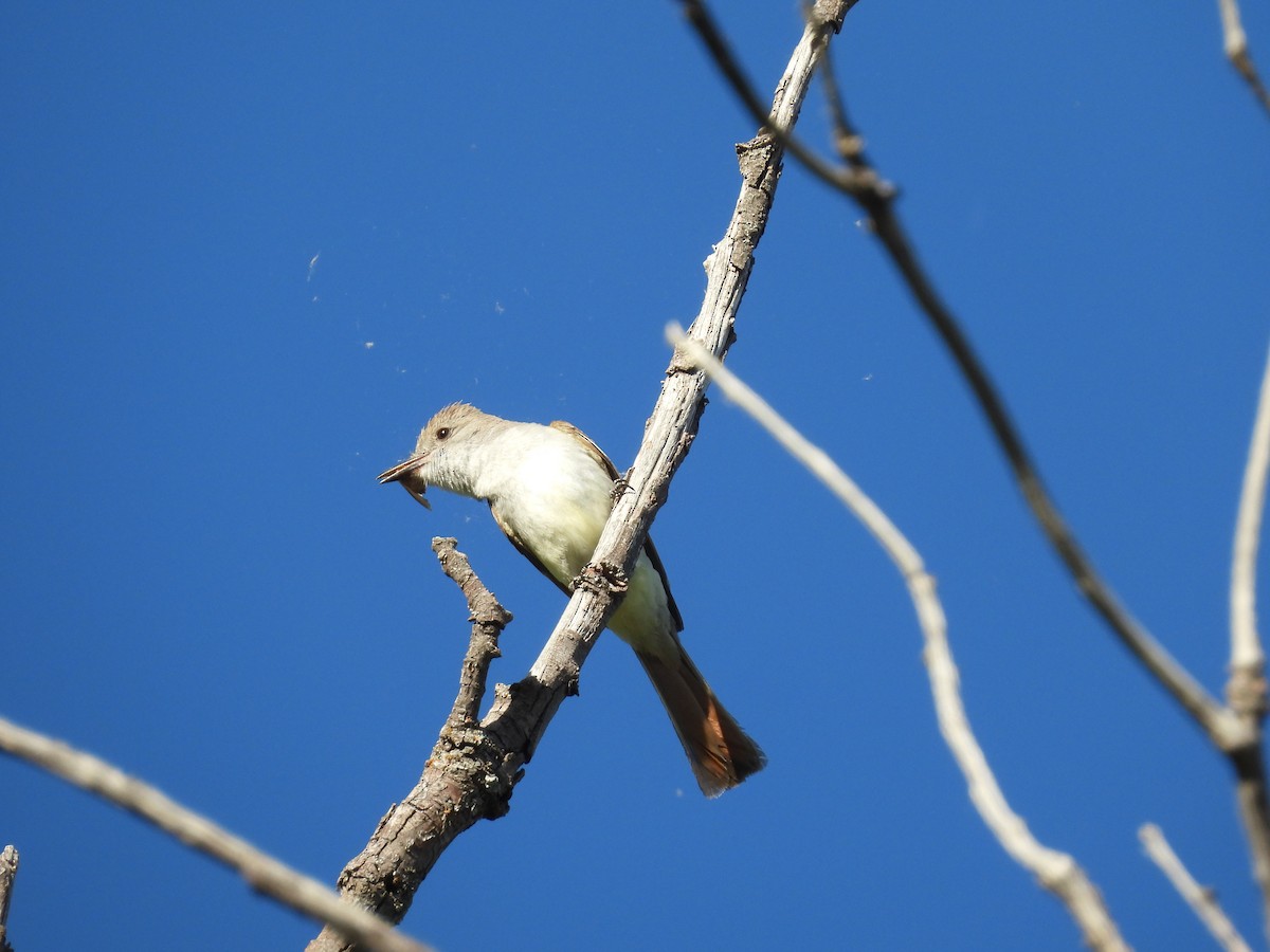 Ash-throated Flycatcher - ML620611724