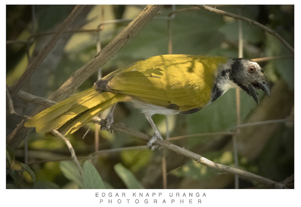 Black-headed Saltator - ML620611731