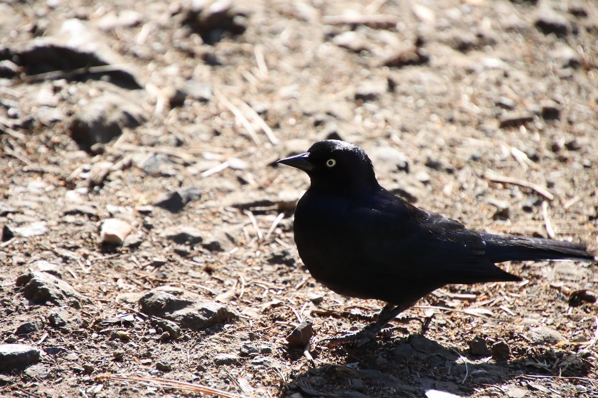 Brewer's Blackbird - ML620611732