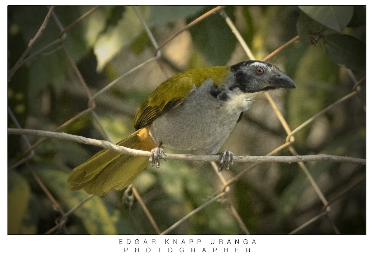 Black-headed Saltator - ML620611733