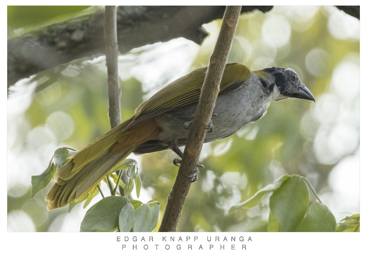 Black-headed Saltator - ML620611734