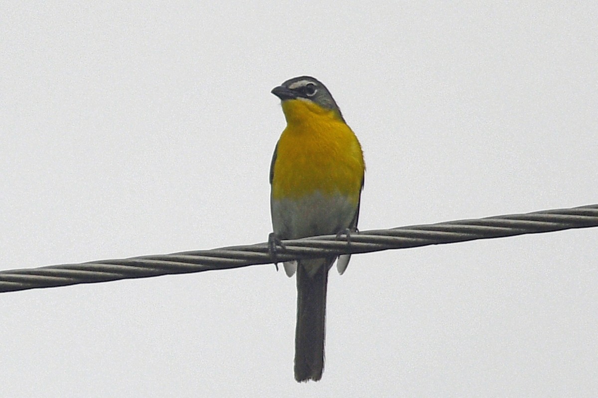 Yellow-breasted Chat - Timothy Carstens