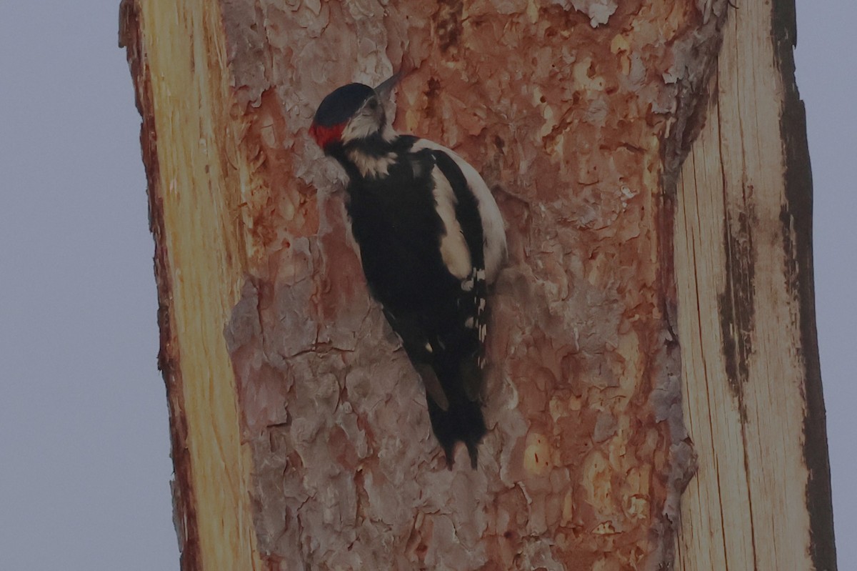 Great Spotted Woodpecker - ML620611741
