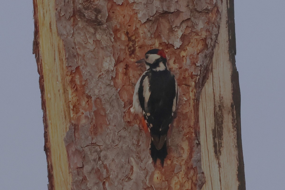 Great Spotted Woodpecker - ML620611742